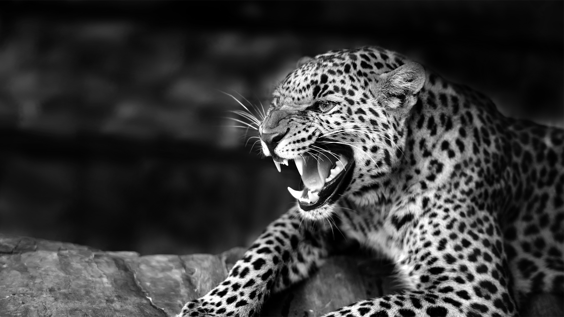 Schwarz-weißer Leopard mit geöffnetem Maul